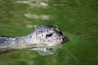 Seal aquatic mammal