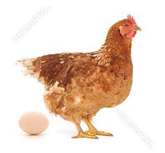 Hen and Egg