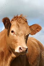 Brown Cow