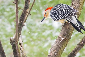 Red-Bellied Woodpecker