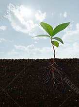 Plant with roots