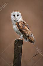 Barn Owl Portrait
