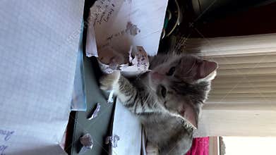 A kitten plays with paper from a notebook lying on a table near the window. vertical video