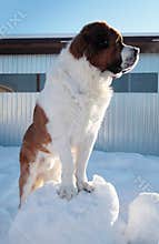 Big dog on a background of blue sky