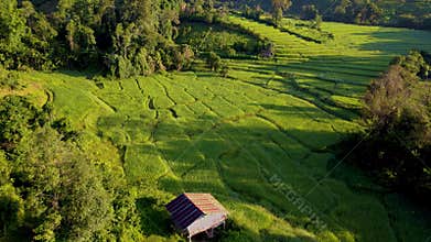 Terraced Rice Field in Chiangmai, Thailand