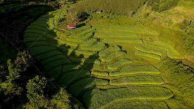 Terraced Rice Field in Chiangmai, Thailand