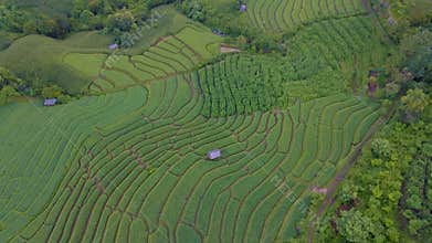 Terraced Rice Field in Chiangmai, Thailand