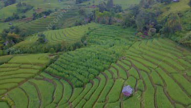 Terraced Rice Field in Chiangmai, Thailand