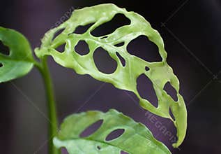 Beautiful leaves of Monstera Obliqua Peru, a rare tropical plant