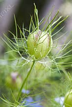 Nigella damascena seed head