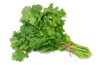 Herb Series Coriander/Cilantro
