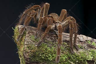 Goliath bird eating spider