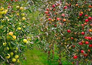 Apple orchard