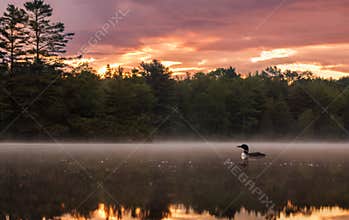 Common Loon in Maine
