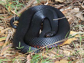 Red-bellied black snake
