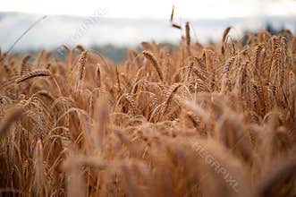 Abundant golden wheat field