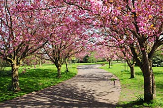 Cherry Tree Path