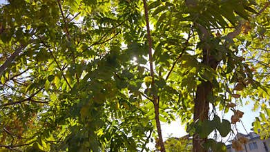 Cinematic, Low Angle Tree View