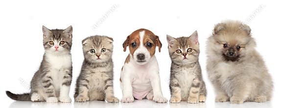 Group of kittens and puppies