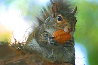 Squirrel Eating Nut