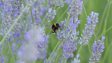 Bumblebee gathering pollen from lavender flowers