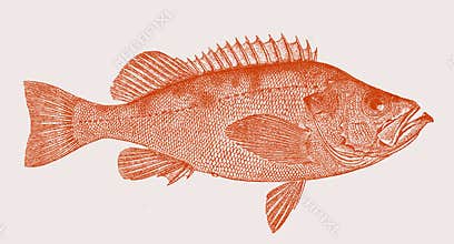 Golden redfish sebastes norvegicus