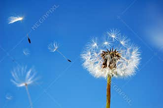 Dandelion in the Wind