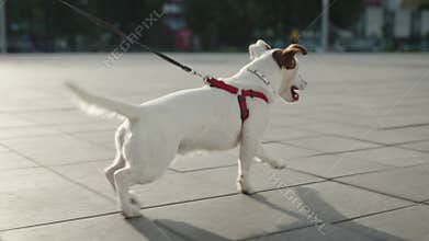 Jack Russell running down the sidewalk. Walking the dog in the city