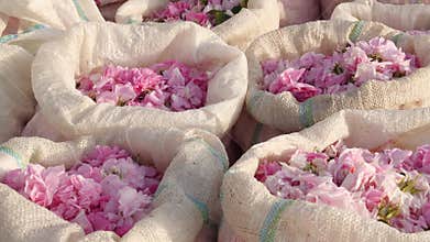 Rose petals harvest for perfume. Plantation and field of roses. Rose petals in bags