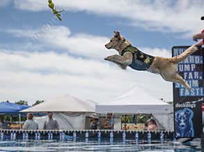 Dog jumping to the water Woof a Roo Fest Canada
