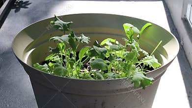 Mesclun Lettuce Variety Mixture Growing Outdoors in a Beige Planter