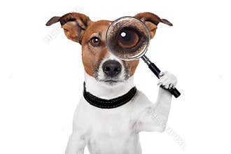 Searching dog with magnifying glass