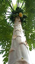papaya tree seen from below