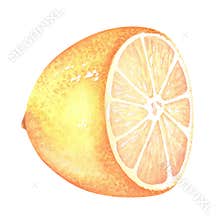 Half a lemon. Cross section. Watercolor illustration. Isolated on a white background. For your design stickers, nature