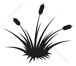 Bulrush silhouette. Wetland natural plant black icon