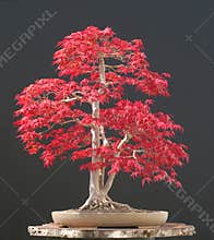 Japanese maple bonsai