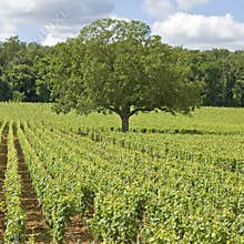 Vineyard, with tree in Burgundy. France