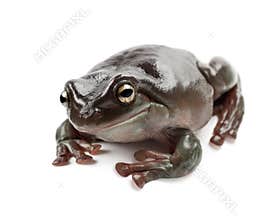 Australian Green Tree Frog