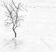 Tree silhoette with shadow on the snow
