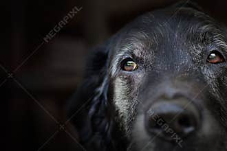 Old labrador retriever.