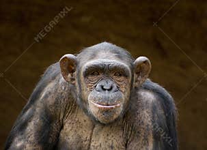 Chimpanzee