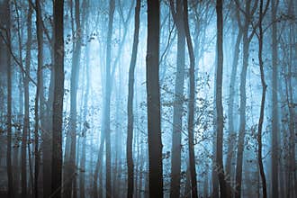 Dark blue spooky forrest with trees