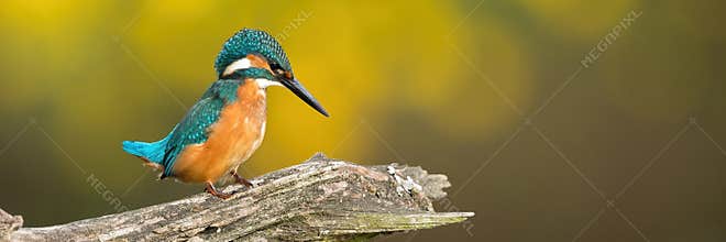 Common kingfisher sitting on branch in autumn in wide angle