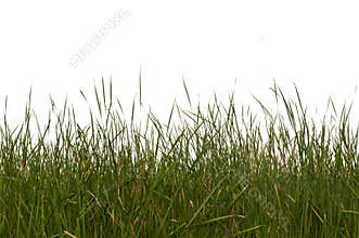 Seamless Isolated Grass