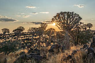 Desert landscape with with quiver trees Aloe dichotoma