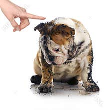 Bad dog