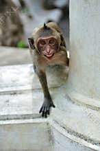 Aggressive Monkey