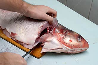 Man prepares fresh silver carp fish. Cuts it into steaks with a knife. home cooking concept