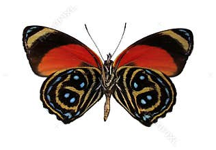 Colorful Peruvian Butterfly, Isolated Against White Background