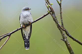 Common cuckoo